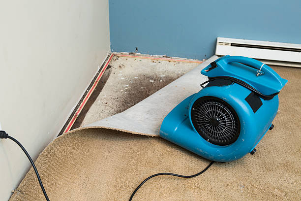 Best Carpet water damage restoration  in Frankfort Square, IL